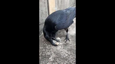 crow 🐦‍⬛🐦‍⬛