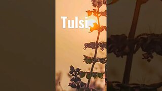 Tulsi for Herbal Fever Support