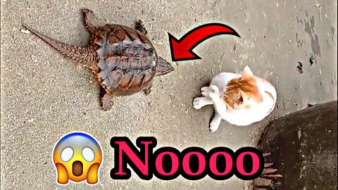 Turtle attacks cat
