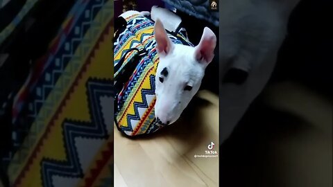 🤣 🐶 The first doggy in bathroom 😅🐕| #Funny #dog #short videos 2023