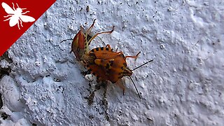 Stink bug - Punaise - Stinkkäfer - вонючая ошибка - Percevejo - Chinche - Βρωμούσα - 悪臭を放つバグ