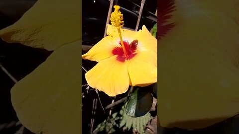 #shortvideo #yellowhibiscus #flowers