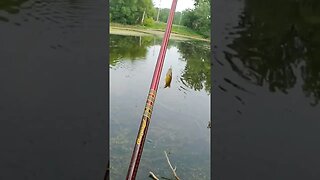 Fishing for Bluegills