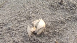 Hurricanes destroy 1,000’s of turtle nests on the Palm Beaches