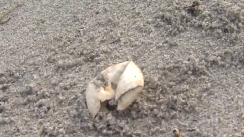 Hurricanes destroy 1,000’s of turtle nests on the Palm Beaches