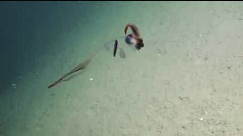 Hai mai visto un calamaro trasparente?