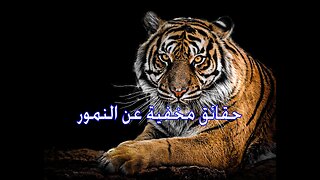 حقائق مخفية عن النمور ٢٠٢٣ - Hidden facts about tigers 2023