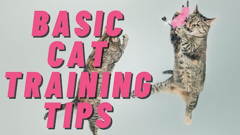 Cats 101 : Basic Cat Training Tips (it's not impossible to train your fluffball)