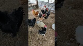 Some Roosters and Hens