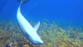 Veteran scuba diver shows us his most breath taking animal encounters