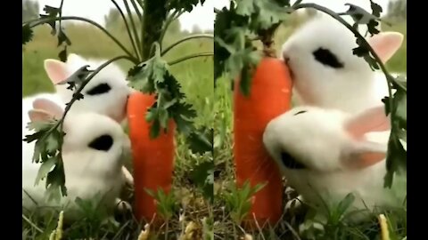 Rabbit eating carrot.