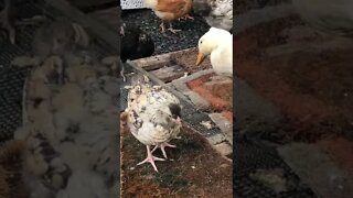 Duckling shoos chicks away like a boss