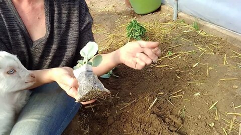 Pygmy baby goat helps plant cabbage in the greenhouse. Will roots break thru the net bags.