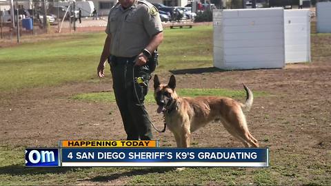 4 San Diego County sheriff's K9s graduating
