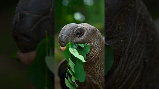 ANIMALS YOU CAN SEE IN SEYCHELLES #Shorts