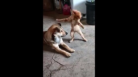 funny cat and dog