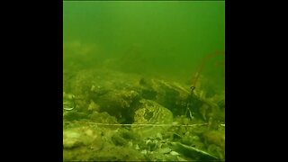 time lapse of the baitcam: toadfish