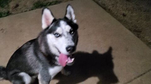 Husky Plays Outside In The Dark By Herself