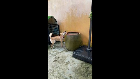 dogs enjoy in water tank