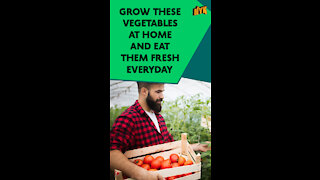Top 4 Vegetables You Can Grow At Home *