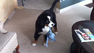 Bernese Mountain Dog Goes Crazy Over His Toy