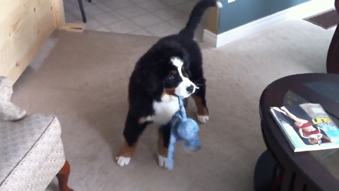 Bernese Mountain Dog Goes Crazy Over His Toy
