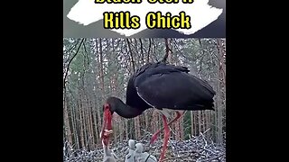 Black stork killing chick #shorts