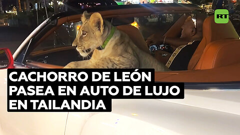Conducen a un cachorro de león por Tailandia en un lujoso Bentley