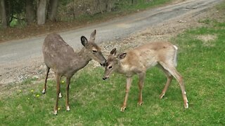 Mother deer & fawn surprisingly calm around humans