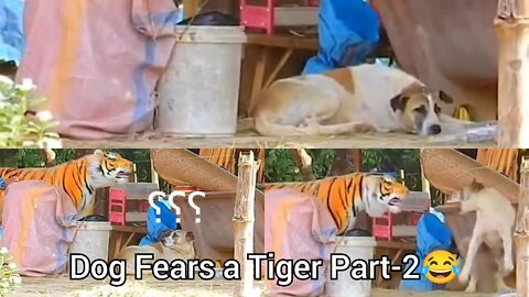 Funny dog prank video| Dog fears a fake tiger