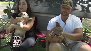 Pups stolen at gunpoint reunited with owners