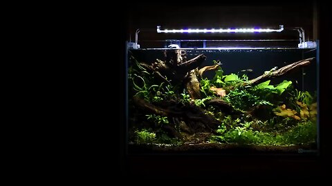 low tech aquarium diy