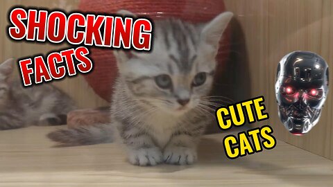 Shocking Cat Facts!