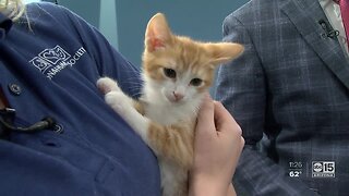 Arizona Humane Society helps veterans care for their pets