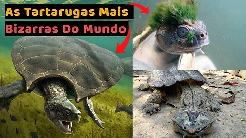 As Tartarugas Mais Incríveis Do Mundo