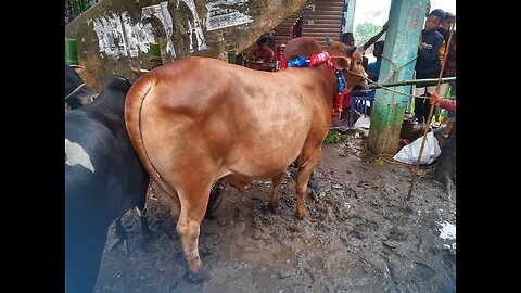 Cow market Bangladesh cow prices video