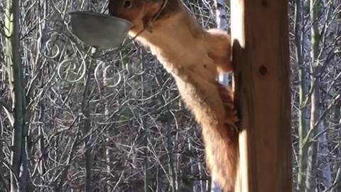 Squirrel Tries To Jump Into Bird Feeder But Fails