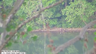 USS Bald Eagle Cam 2 6-18-23 @ 20:00 Irvin and Claire feast on river bank Cam 2 view