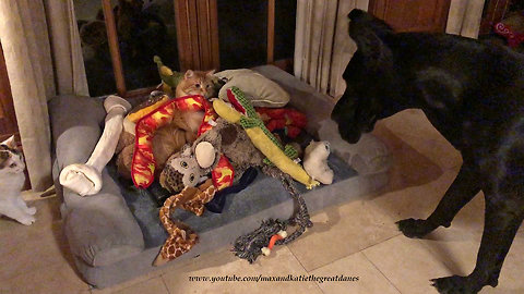 Funny Cat Tunnels Through Great Dane's Toy Box