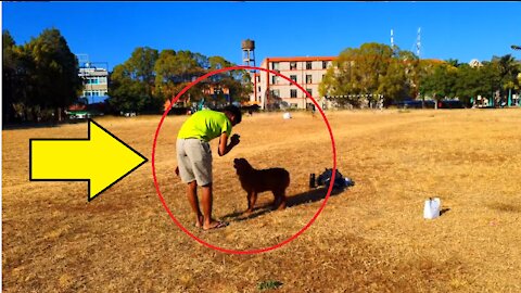 OMG ! a dog make salutes and takes a gift.