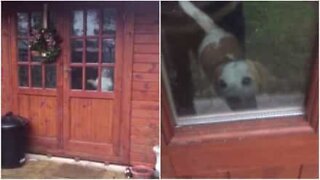 Cão fica preso no barracão do jardim por engano