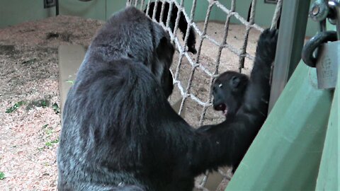 Gorilla baby and father have an adorable tickle fest during playtime