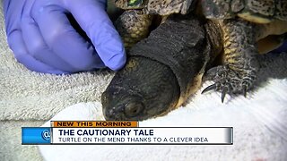 Dentist's clever idea helps mend broken turtle shell