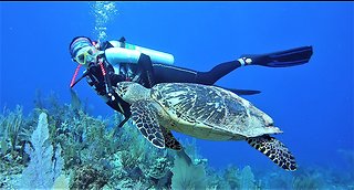 Girl has magical encounter with critically endangered sea turtle