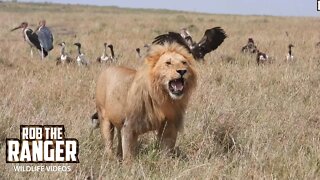 Vultures Feed On A Lion's Buffalo Meal | Maasai Mara Safari | Zebra Plains