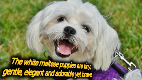 🐶The White Maltese puppies are tiny, gentle, elegant and adorable yet brave