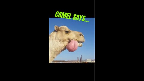 DAILY FACT | Camel Humps are NOT…