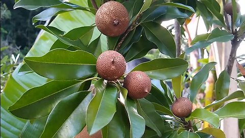 frutíferas produzindo em vaso jabuticaba escarlate é branca vinho pera fruta do milagre gim cereja