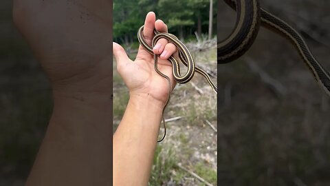 Lifer Ribbon snake!! #snakes #herping #shorts