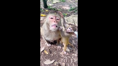 monkey mom drink milk